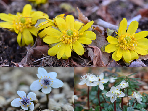 六甲鉱山植物園