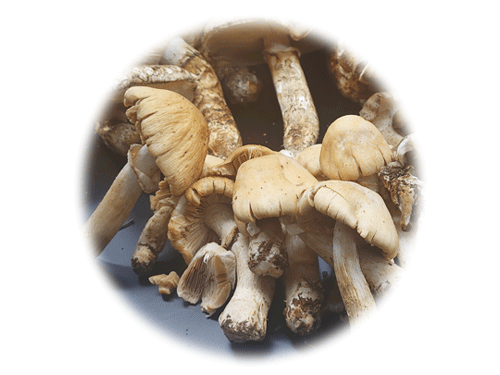 ショウゲンジタケ