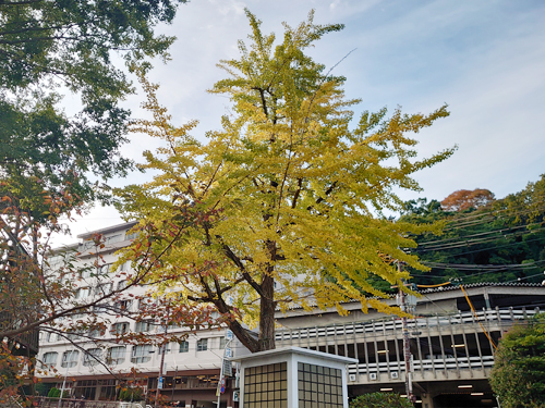 紅葉イチョウ