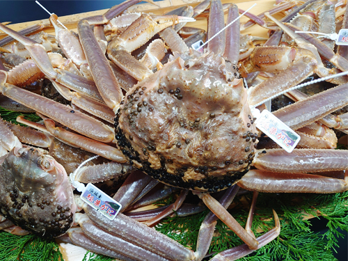 松葉蟹