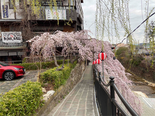 吉高屋枝垂れ桜