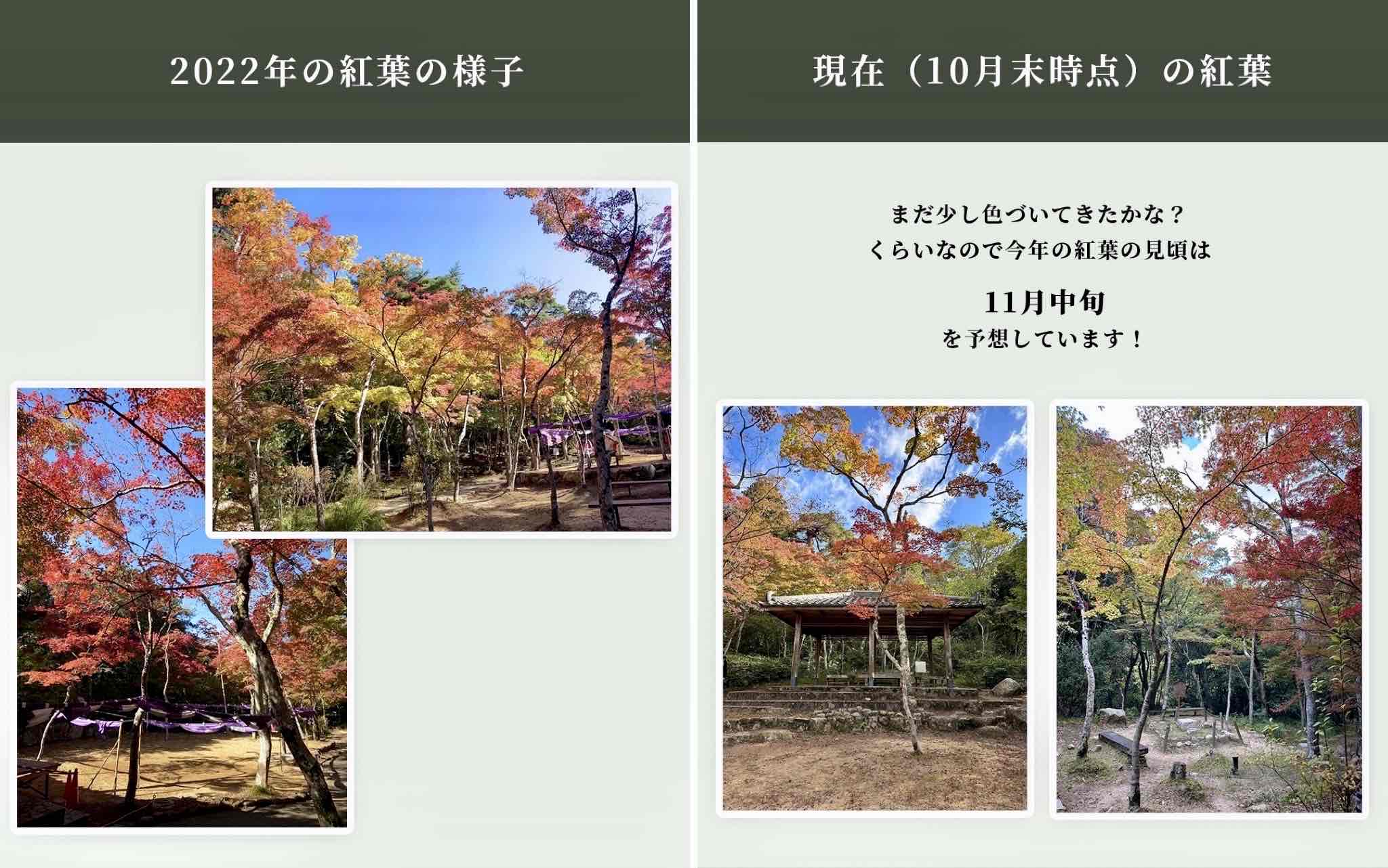 紅葉⑤