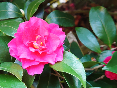 鮮やかなピンク色が元気をくれる☆庭の『山茶花(さざんか)』